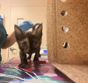 TEENIE TORT