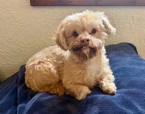 Fozzie