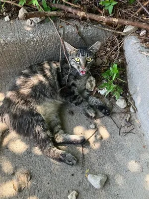 LOLA