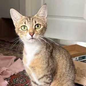 Aviv