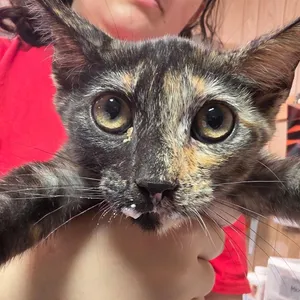 Spunky Junior
