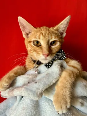 Cheeto