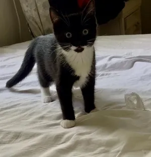 Pepper