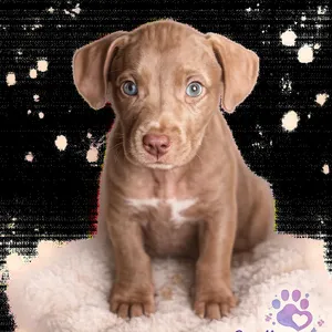 Pup_2