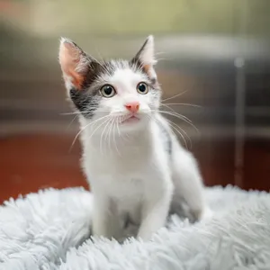 Berlioz
