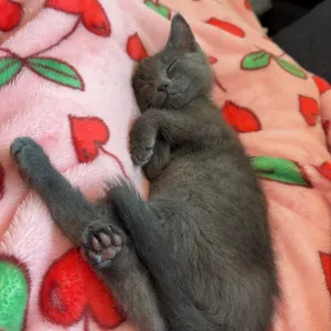 Bowie