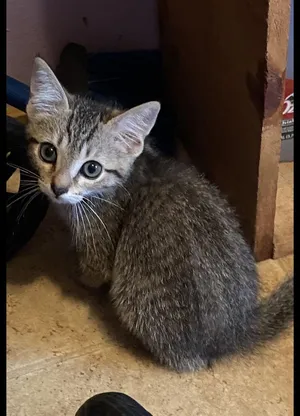 Ferris