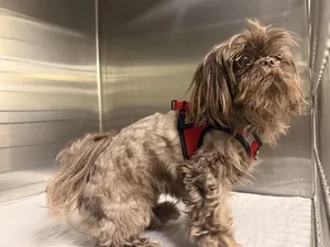 CHEWIE