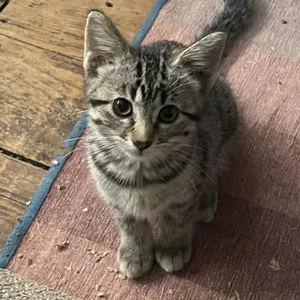 Bumper Baby