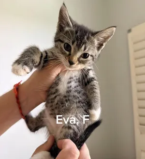 Eva