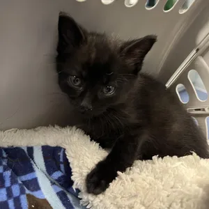 Licorice