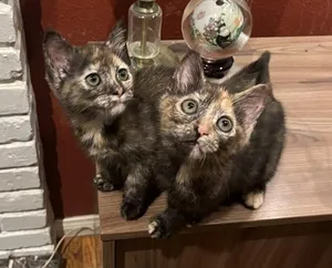 Pixie and Sophie