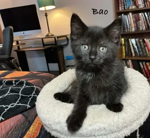 Bao