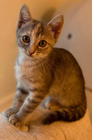 Maja