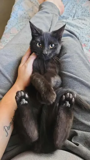 Minerva