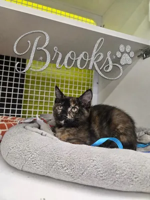 Brooks NC