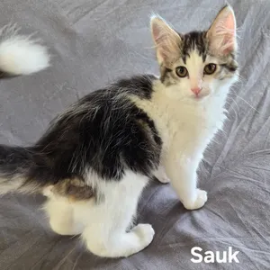 Sauk