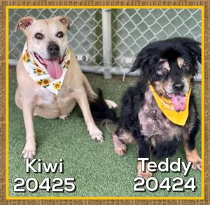 TEDDY (also see KIWI)