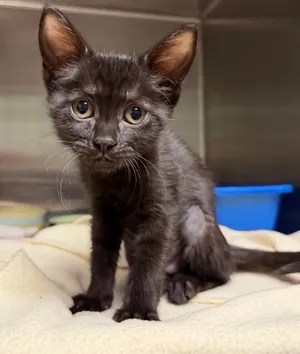 Tippy Tappy (Petsmart)