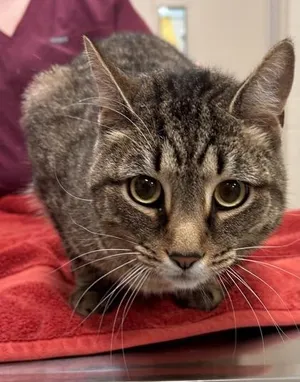 Binx (at Smitten Kitten)
