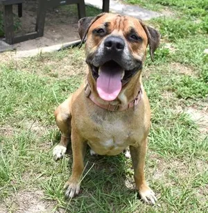 Scooby