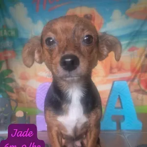 Jade