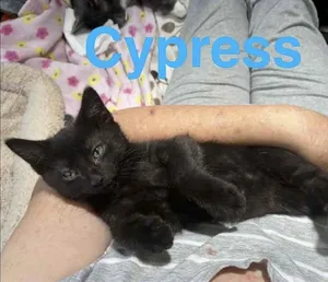 CYPRESS