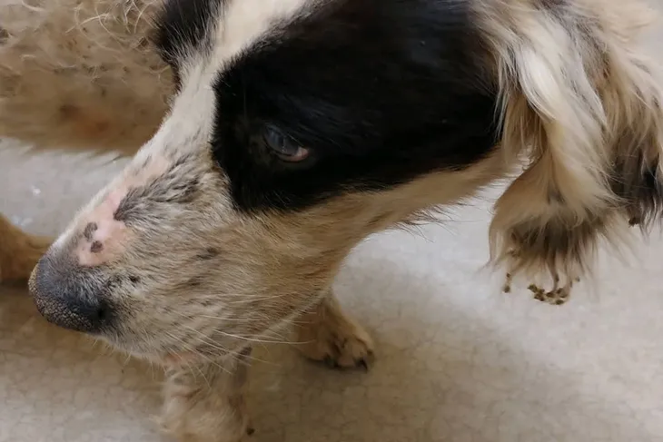 Pendleton County Animal Shelter