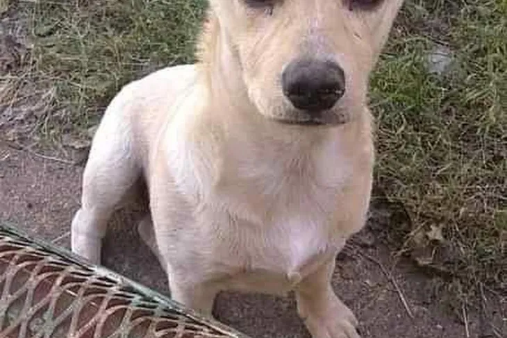 Blytheville Animal Shelter