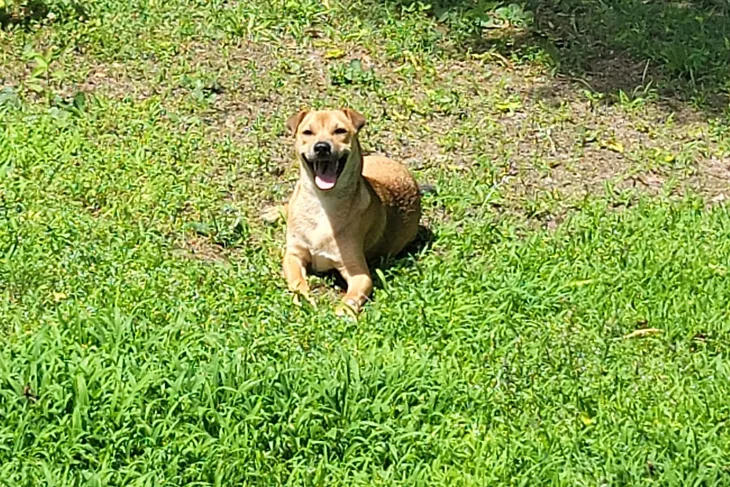 Benton Animal Control
