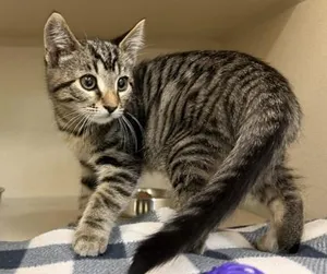 Simba