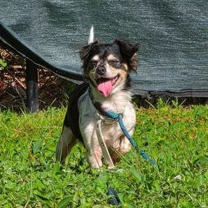 Gwen