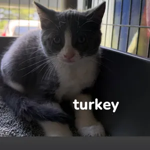Turkey