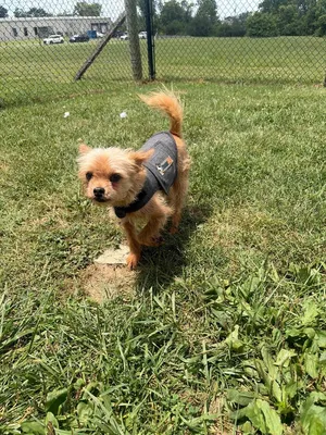 Harvey