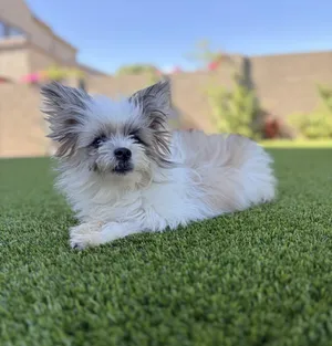 Gizmo