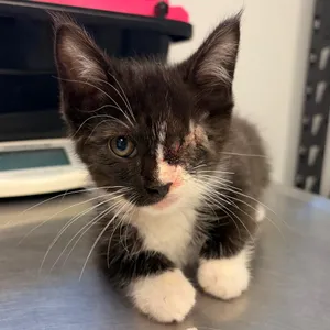 Oscar