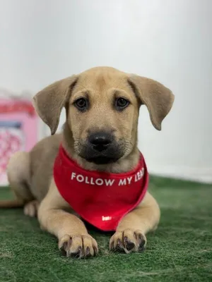 Red-One of our Amazing Rescue Dogs