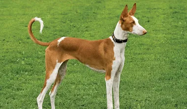 Ibizan Hound