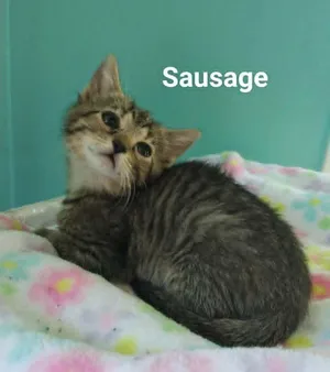 Mr. Ds kittens m