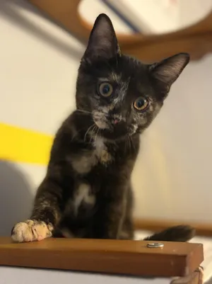 Tessa (totally sweet Torti)