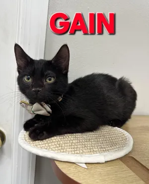 Gain
