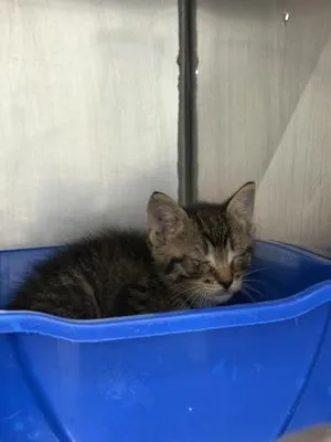 Purrmeister