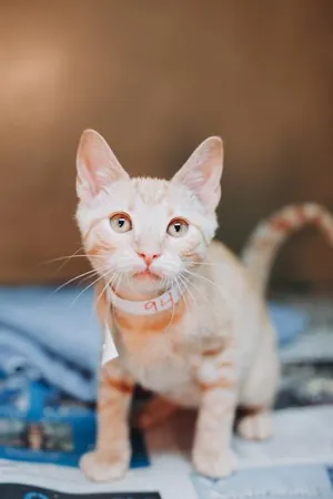94650A Heath- PetSmart West Ashley
