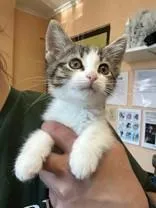 JiJi