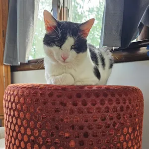 Neko