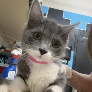 Chloe