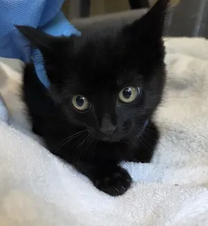 ARCHIE