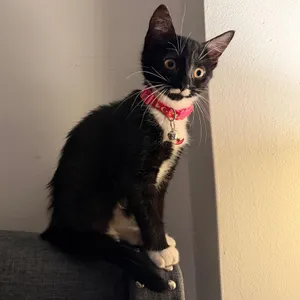 Mimi