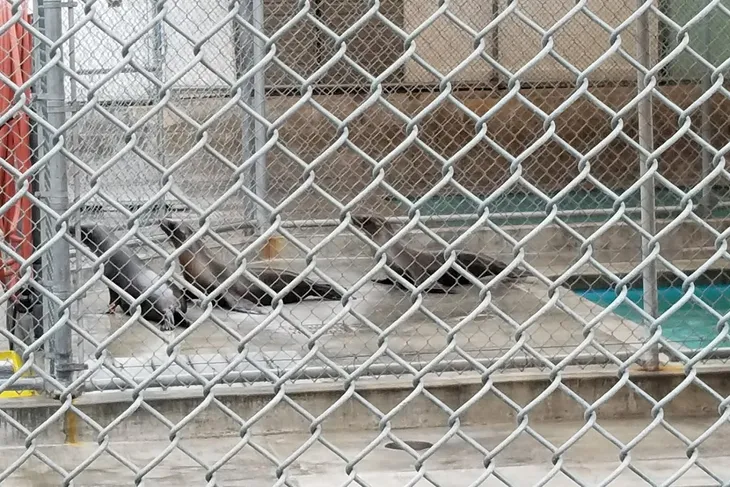 Laguna Beach Animal Shelter