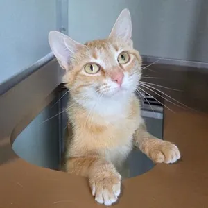 Peaches